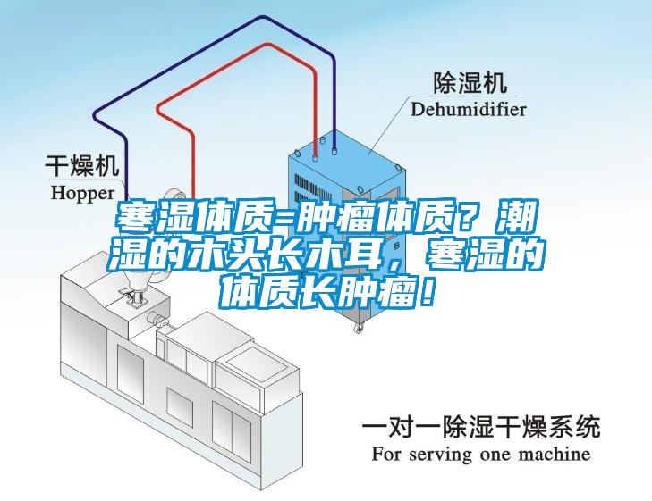 寒濕體質=腫瘤體質？潮濕的木頭長木耳，寒濕的體質長腫瘤！